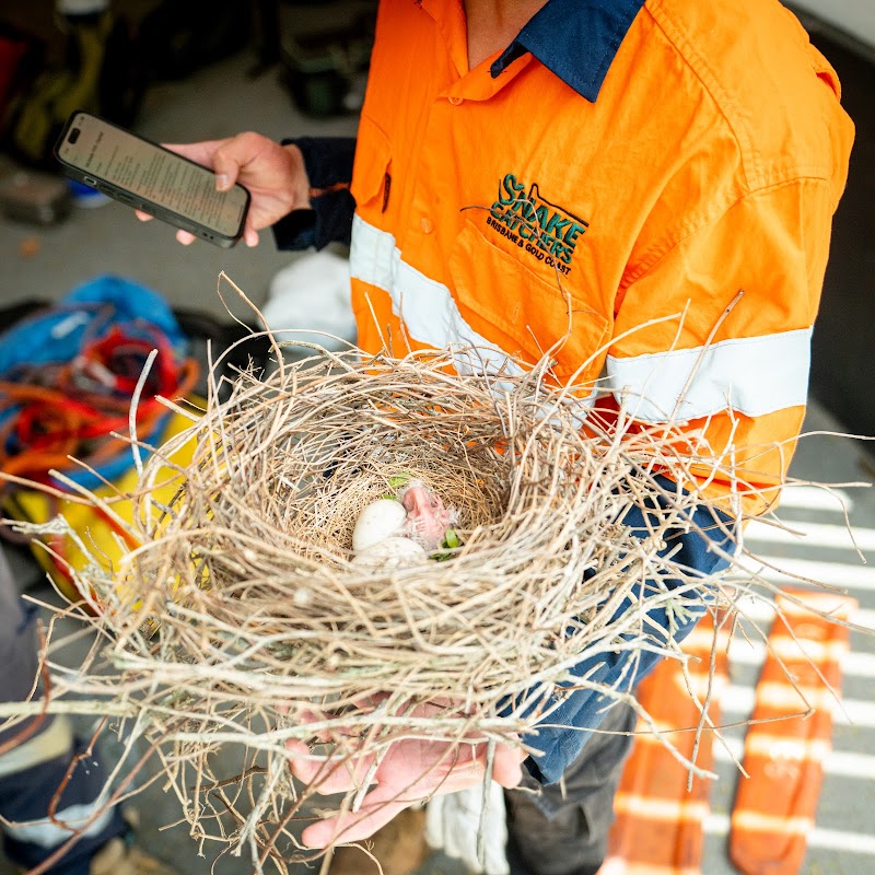 Ashgrove Tree Services project 9