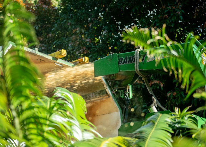 Ashgrove Tree Services project 10