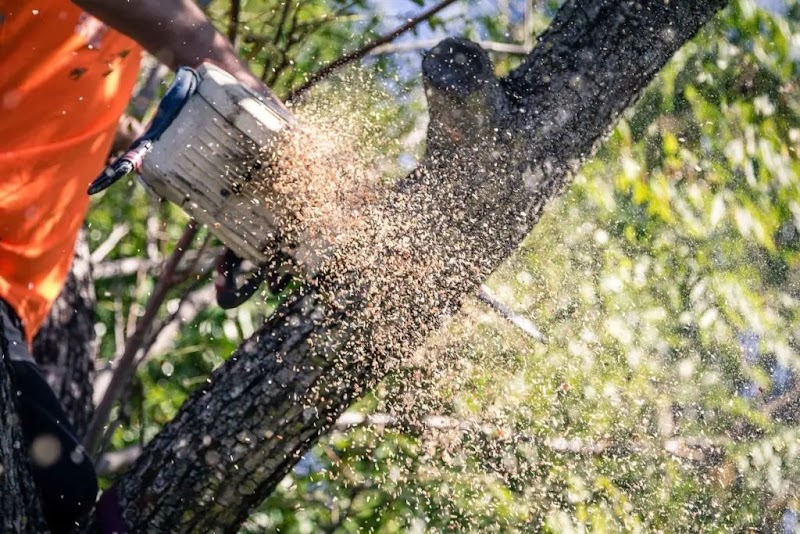 AUSSIE TREE REMOVAL DARWIN work 1