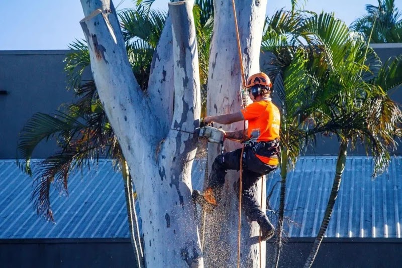 AUSSIE TREE REMOVAL DARWIN work 2