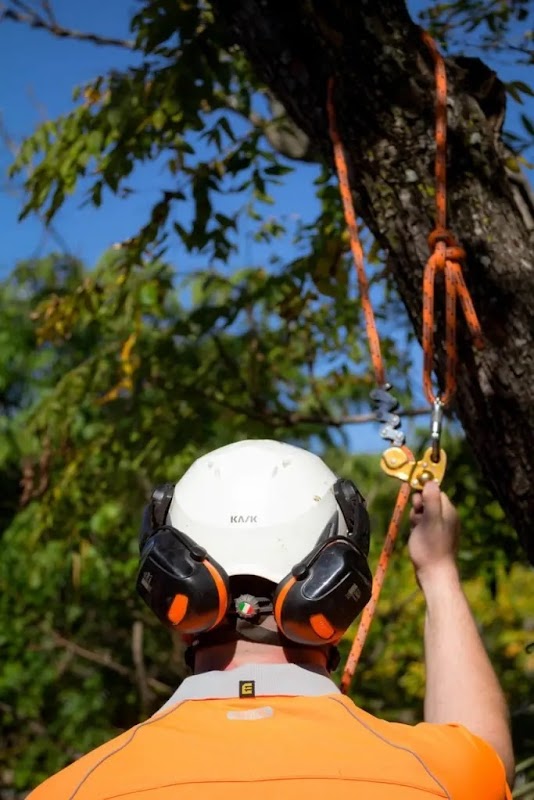 AUSSIE TREE REMOVAL DARWIN work 4