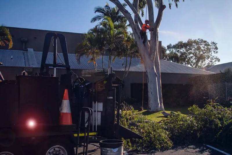 AUSSIE TREE REMOVAL DARWIN project 5