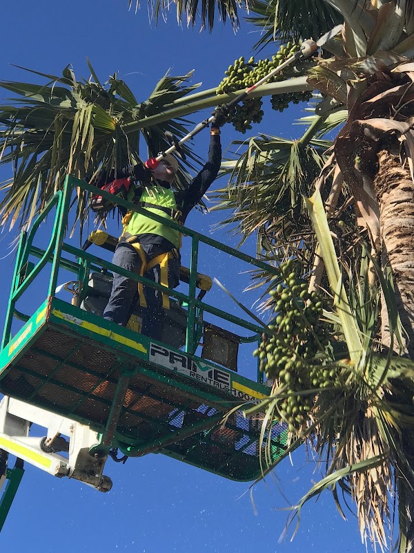 Ayr-Bowen Tree & Yardworx project 7