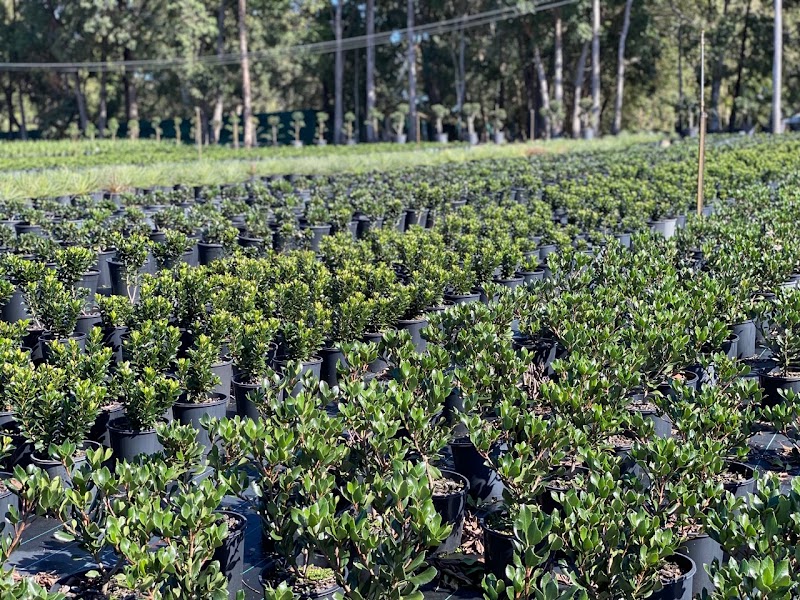 Barellan Nursery, Design & Landscaping project 5