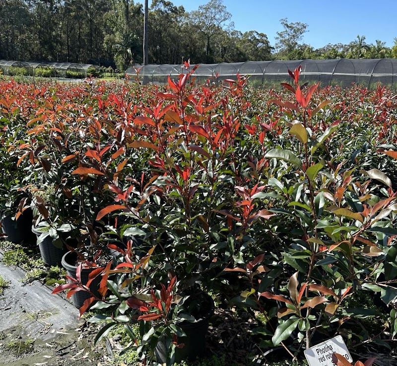 Barellan Nursery, Design & Landscaping project 8