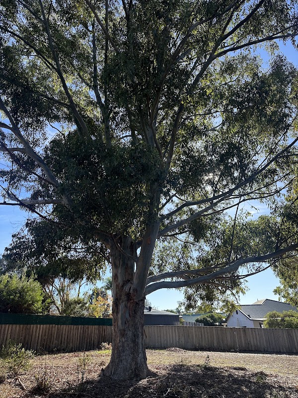 Belmont Tree Loppers and Tree Removal photo 1
