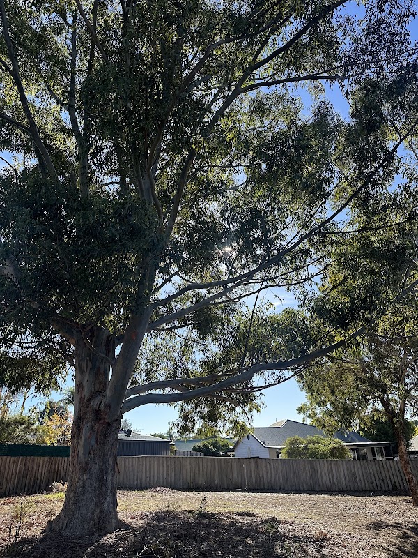 Belmont Tree Loppers and Tree Removal photo 2