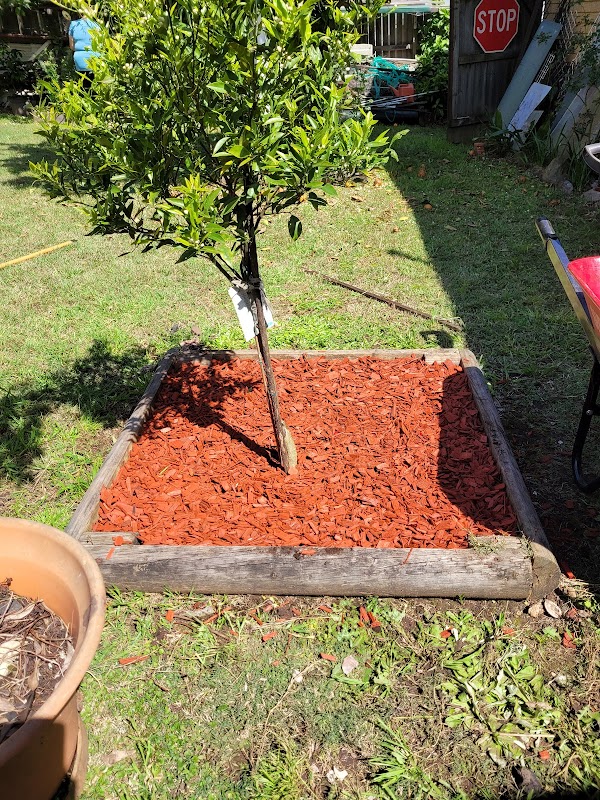 Blue Tongue Mowing & Garden Maintenance project 7