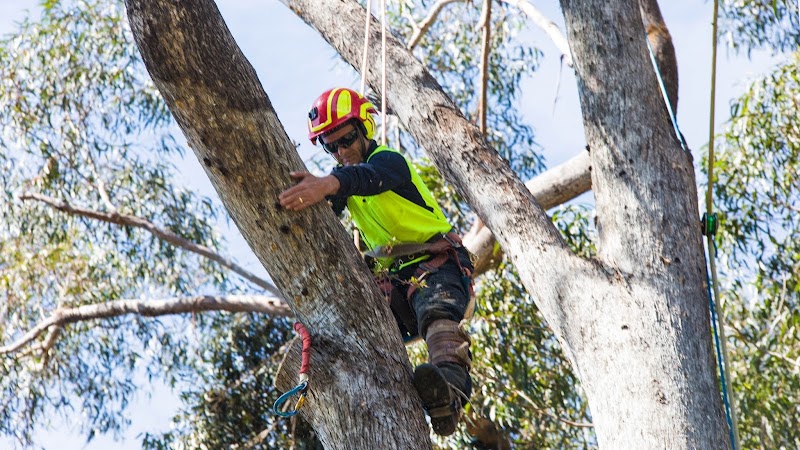 Bohmer's Tree Care photo 1