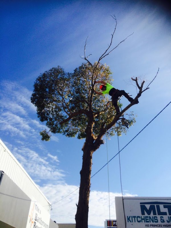 Bohmer's Tree Care photo 3