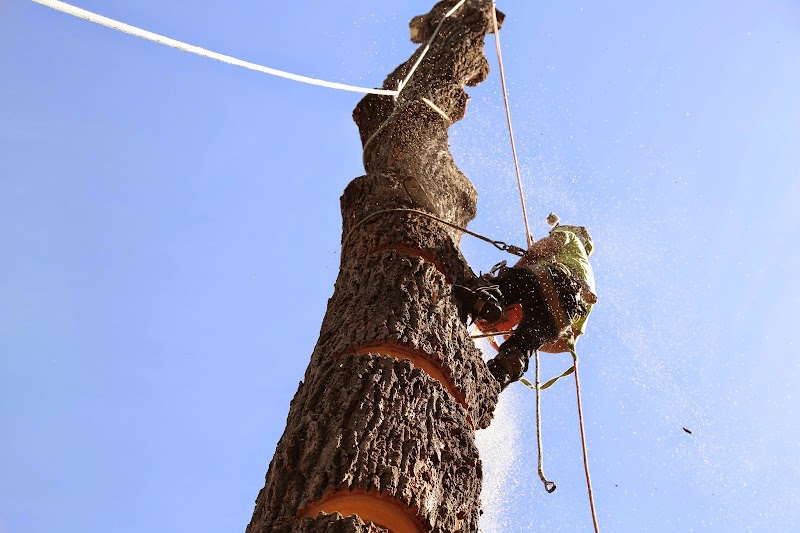 Bohmer's Tree Care project 5