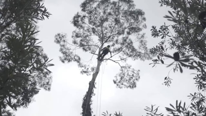 Bohmer's Tree Care project 8