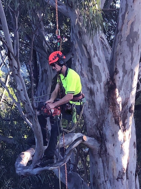 Bohmer's Tree Care project 9