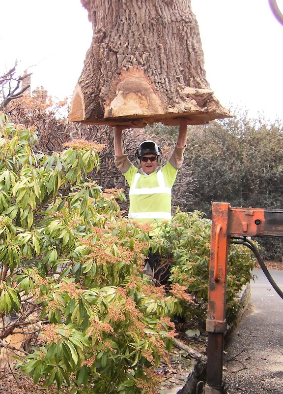 Bohmer's Tree Care project 10