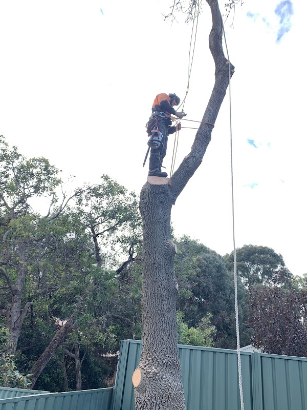 Bradleys Tree & Stump Removal work 1