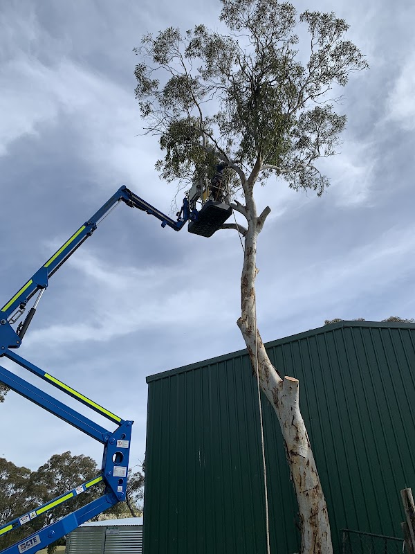 Bradleys Tree & Stump Removal work 2