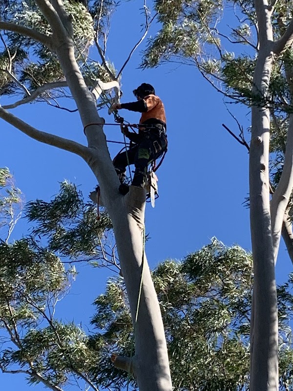 Bradleys Tree & Stump Removal work 3