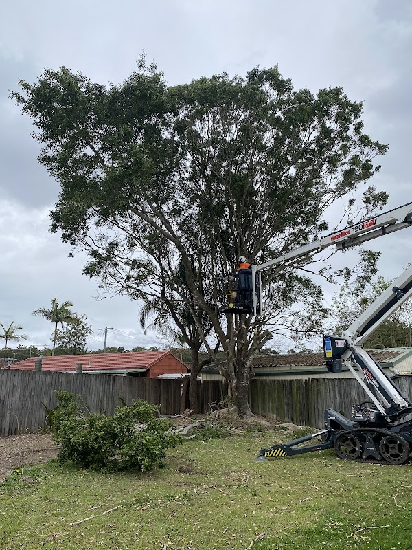 Brisbane Tree Experts | Tree Arborists & Tree Care Specialists work 1