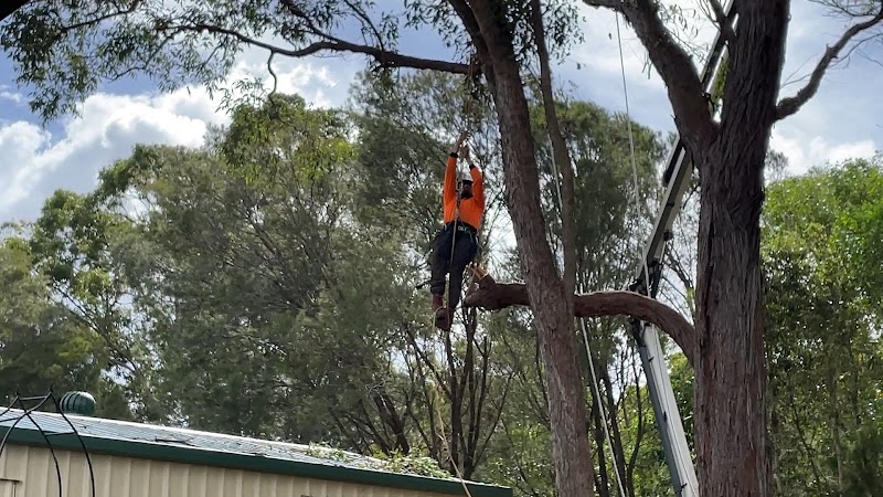 Brisbane Tree Experts | Tree Arborists & Tree Care Specialists work 3