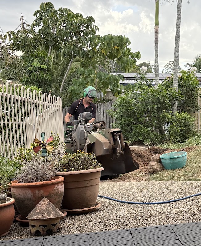 Brisbane Tree Experts | Tree Arborists & Tree Care Specialists project 5