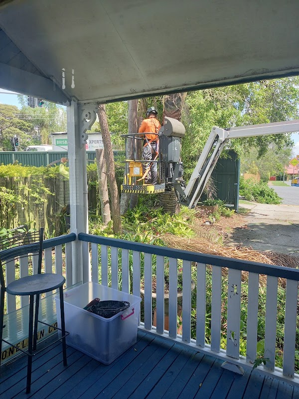 Brisbane Tree Experts | Tree Arborists & Tree Care Specialists project 7