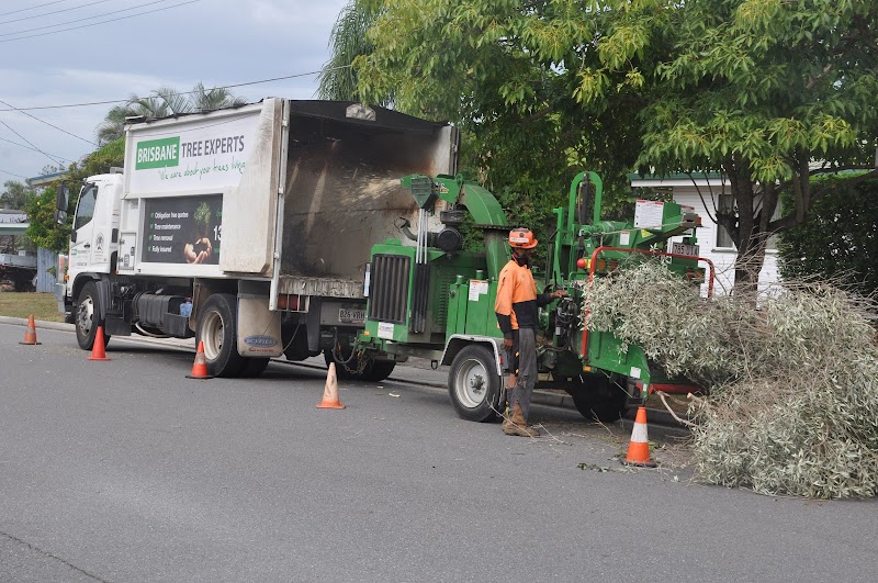 Brisbane Tree Experts | Tree Arborists & Tree Care Specialists project 8