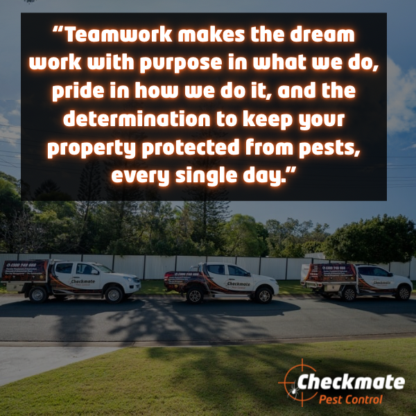 Checkmate Pest Control project 7