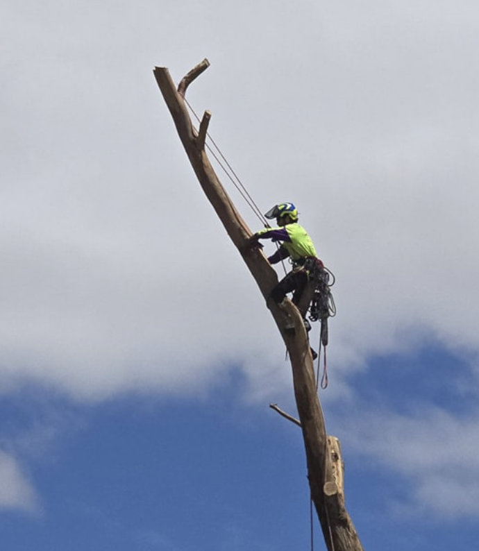 Chop It Tree Services project 4