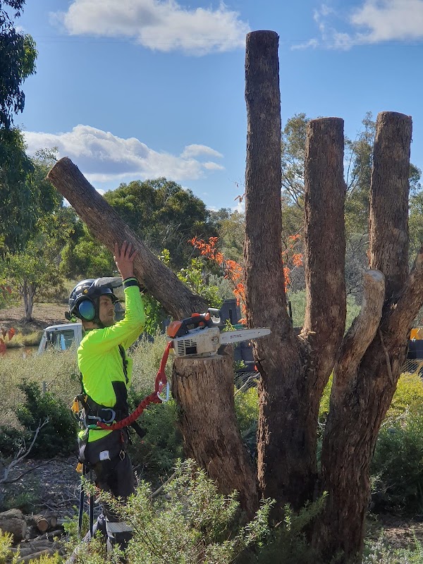 Chop It Tree Services project 6