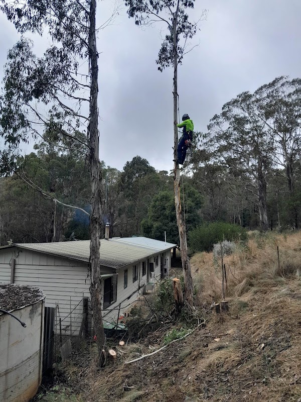 Chop It Tree Services project 10
