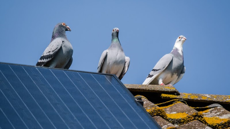 CleanScene Bird Control work 2