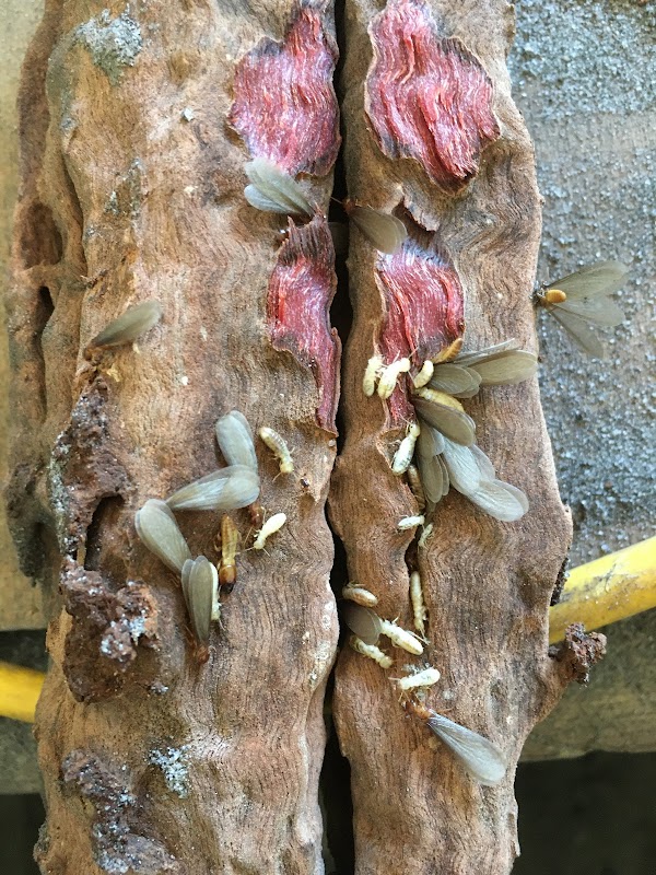 Command Pest Control photo 2