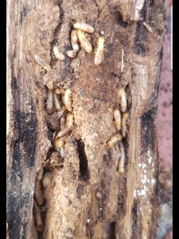 Command Pest Control project 9