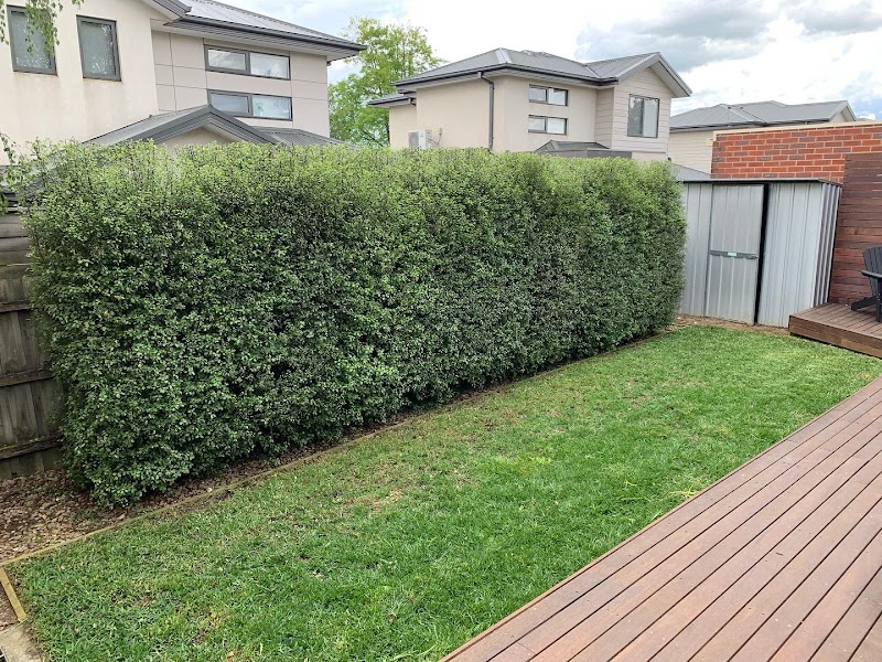 Cut Above Lawns & Hedges photo 3