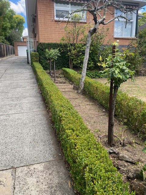 Cuttin Hedge Gardening Services work 4