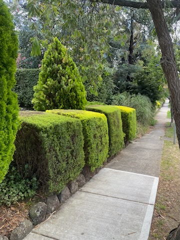 Cuttin Hedge Gardening Services project 9