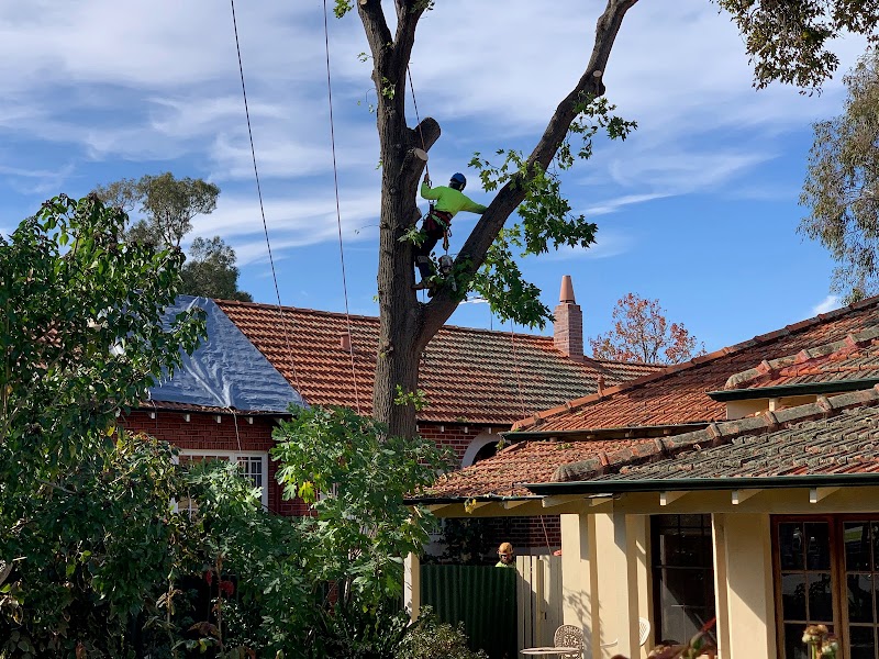 Dickies Tree Service project 7