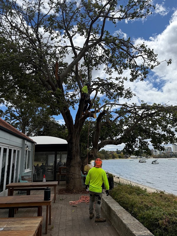 Dickies Tree Service project 10