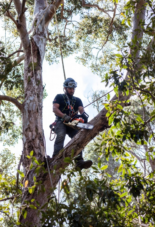 Dons Tree Services work 1