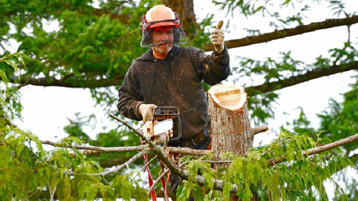 Dons Tree Services work 3