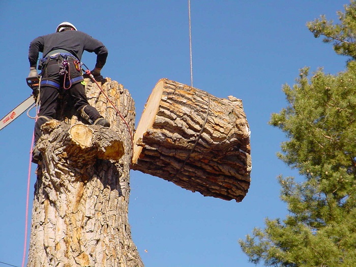 Dons Tree Services work 4