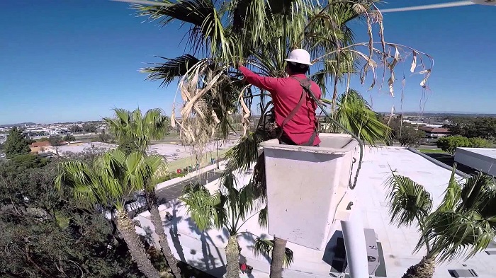 Dons Tree Services project 5