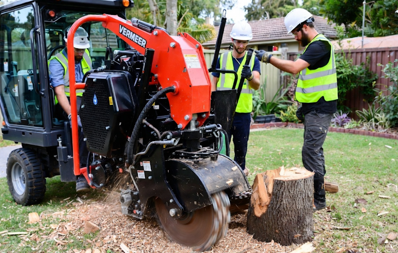Dons Tree Services project 6
