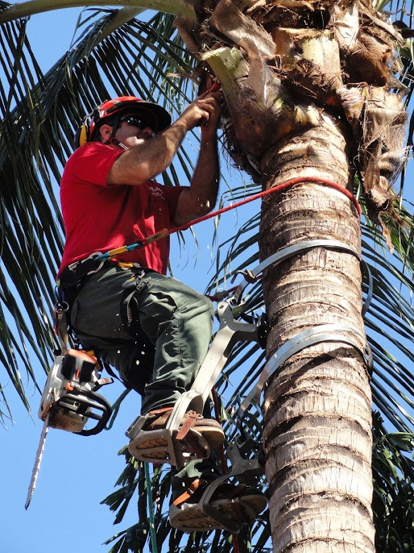 Dons Tree Services project 7