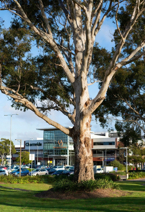 Dons Tree Services project 9