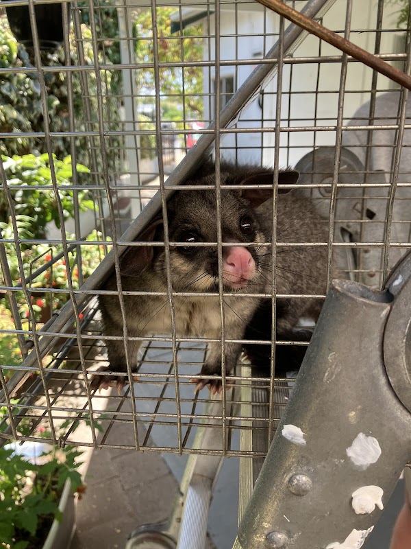 Eagle Eye Pest Control - Adelaide work 3