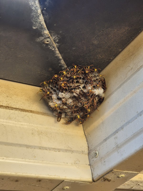Eagle Eye Pest Control - Adelaide project 5