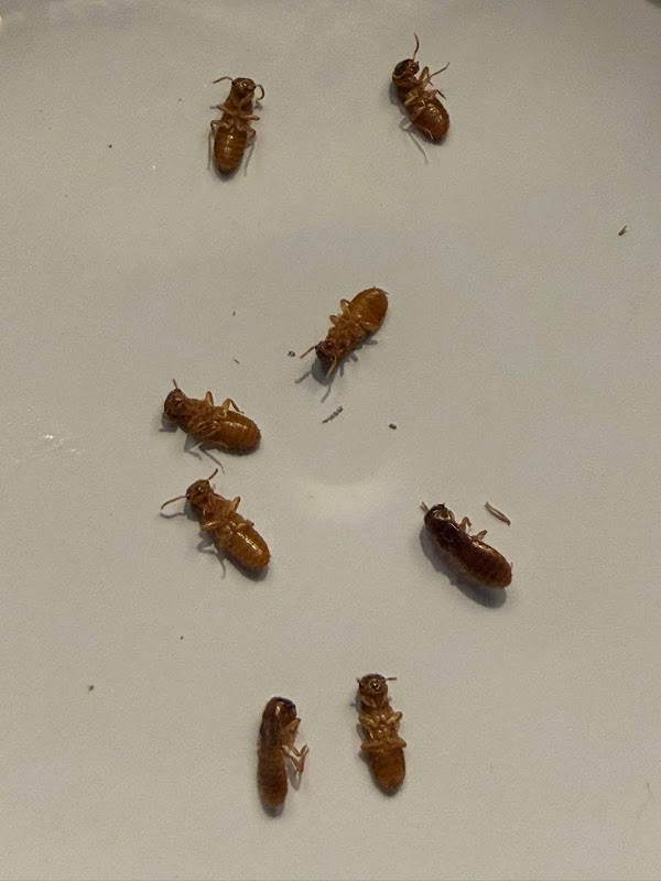 Eco Friendly Pest Solutions work 3