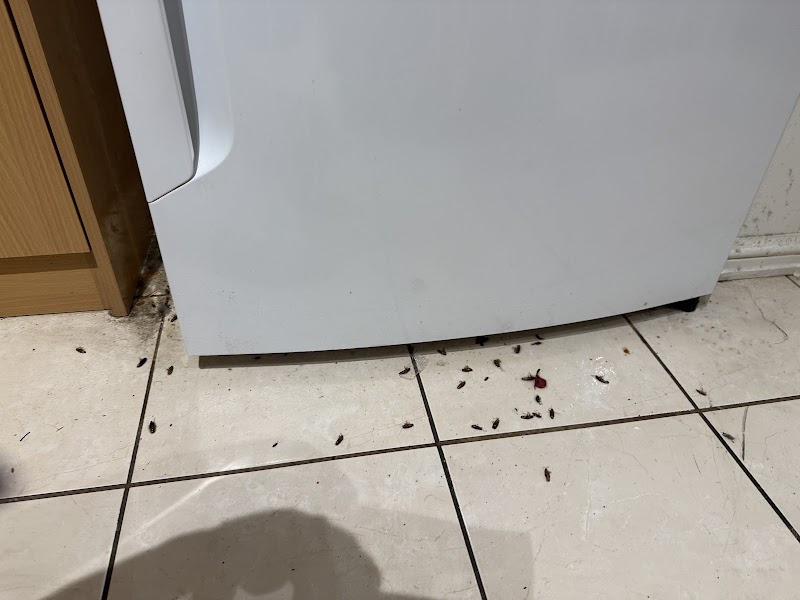 Eco Friendly Pest Solutions work 4