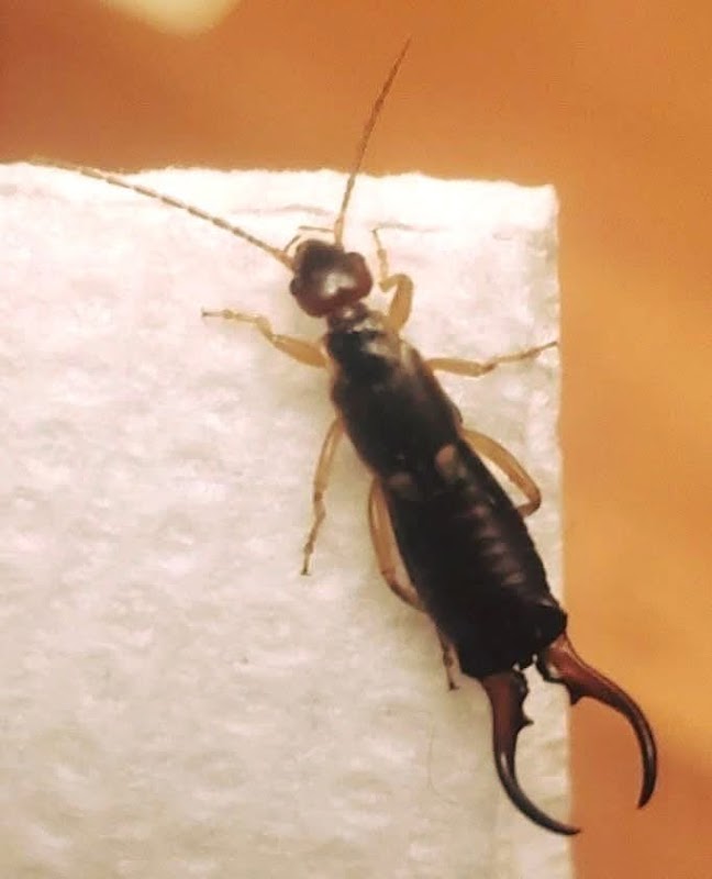 Eco Friendly Pest Solutions project 5